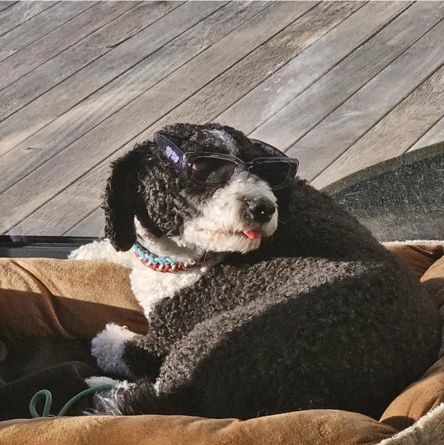 Picture of my dog Stella